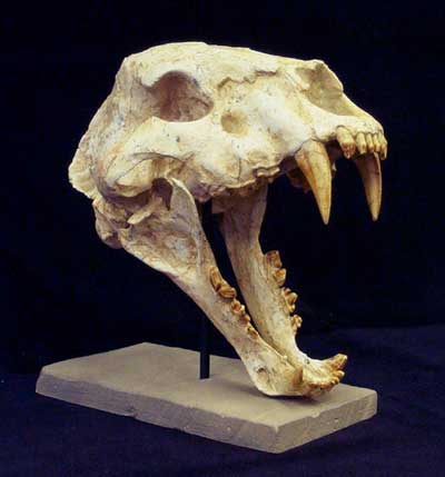 Large Cheetah-like Skull Replica - dinosaursrocksuperstore