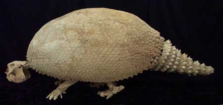 Glyptodont clavipes Skeleton Replica - dinosaursrocksuperstore