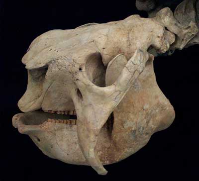 Glyptodon Clavipes Skull Replica - dinosaursrocksuperstore