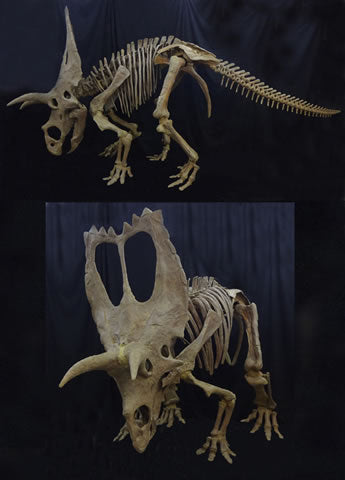 Coahuilaceratops Skeleton Replica - dinosaursrocksuperstore