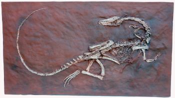 Coelophysis Dinosaur Skeleton Replica Wall Hanging