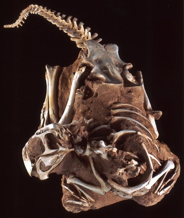 Conchoraptor Juvenile Replica in 3-D matrix block - dinosaursrocksuperstore