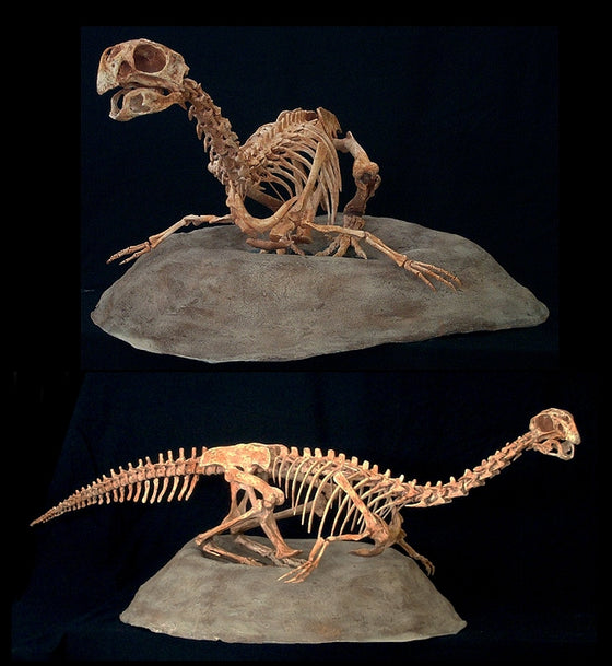 Conchoraptor Adult Replica on Nest - dinosaursrocksuperstore