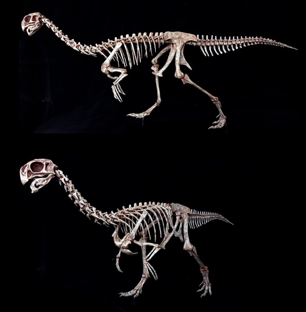 Conchoraptor Adult Skeleton Replica - dinosaursrocksuperstore