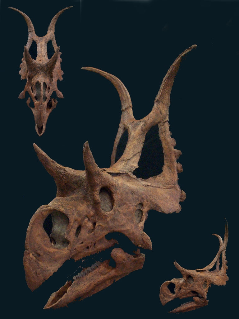 Diabloceratops Skull Replica with base - dinosaursrocksuperstore