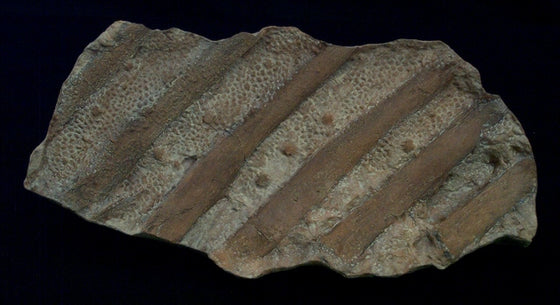 Dinosaur Skin Impression Replica - dinosaursrocksuperstore