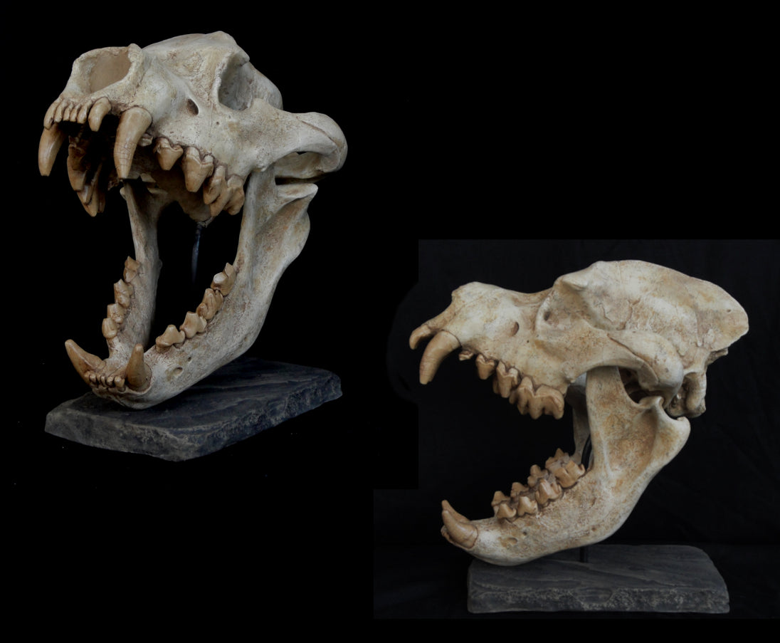 Dinocrocuta Skull Replica - dinosaursrocksuperstore