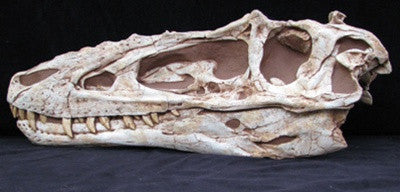 Alioramus Skull - Dinosaur Replica - dinosaursrocksuperstore
