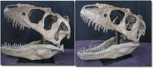 Tyrannosaur Skull2 - Dinosaur Replica - dinosaursrocksuperstore