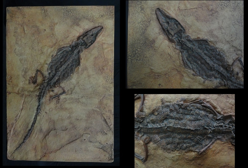 Messel Crocodile Replica Plaque - dinosaursrocksuperstore