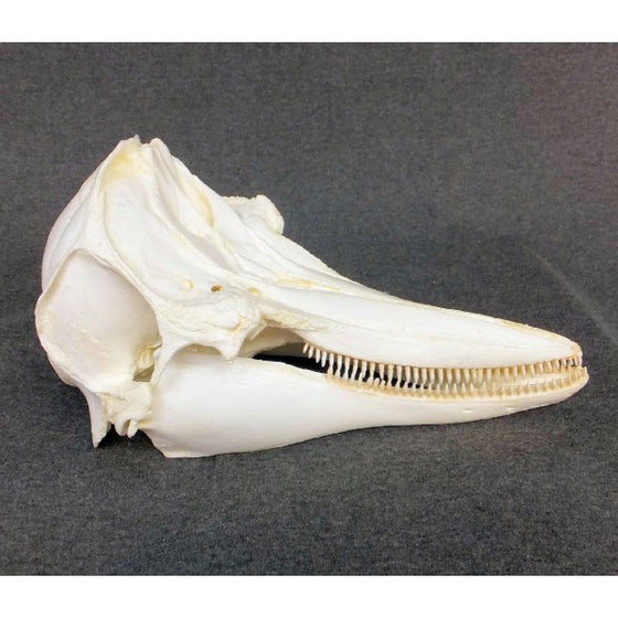 Tucuxi Gray River Dolphin Skull Replica - dinosaursrocksuperstore