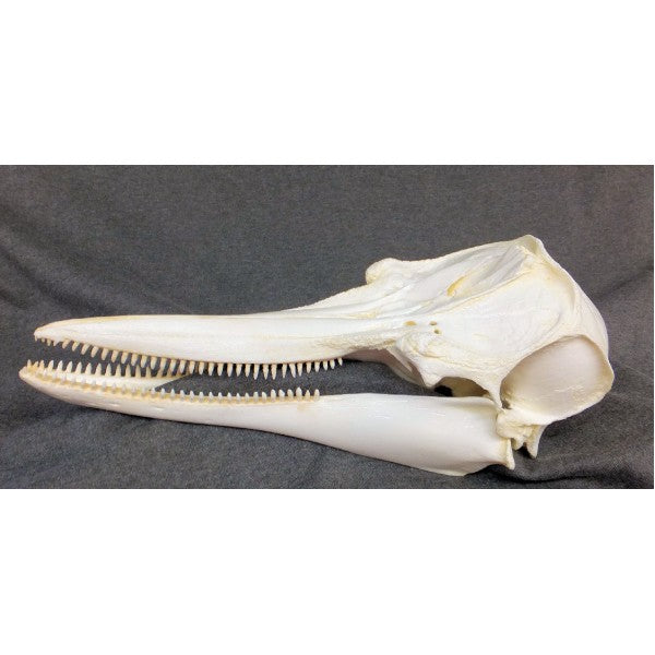 Tucuxi Gray River Dolphin Skull Replica - dinosaursrocksuperstore