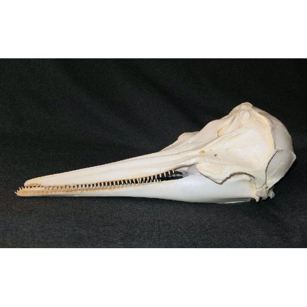 Pantropical Spotted Dolphin Skull - dinosaursrocksuperstore