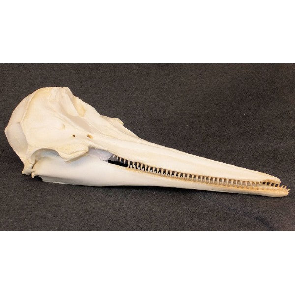 Pantropical Spotted Dolphin Skull - dinosaursrocksuperstore