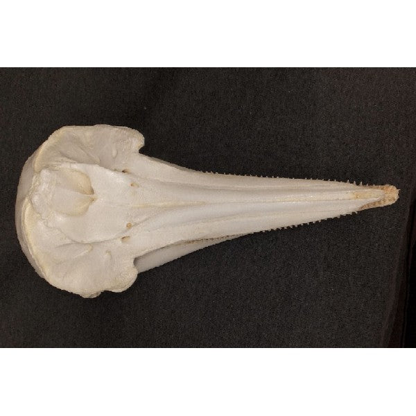 Pantropical Spotted Dolphin Skull - dinosaursrocksuperstore