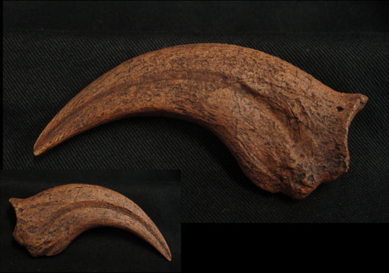 Elmisaurid Manus Claw Replica - dinosaursrocksuperstore