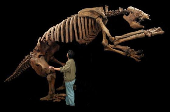 Eremotherium Giant Ground Sloth Skeleton Replica - dinosaursrocksuperstore