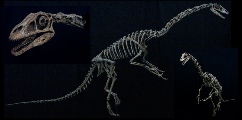 Falcarius Therizinosaur Skeleton Replica - dinosaursrocksuperstore