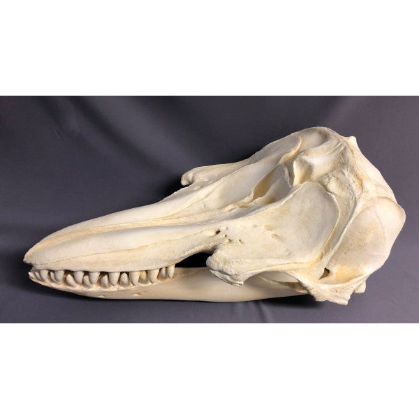 False Killer Whale Skull Replica - dinosaursrocksuperstore