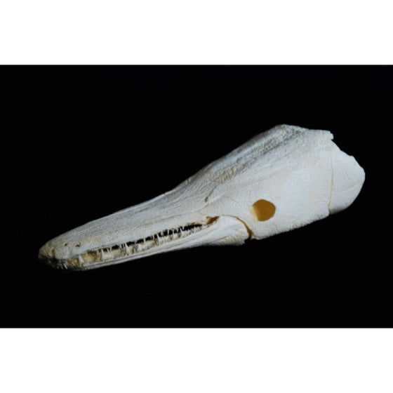 Alligator Gar Skull - dinosaursrocksuperstore