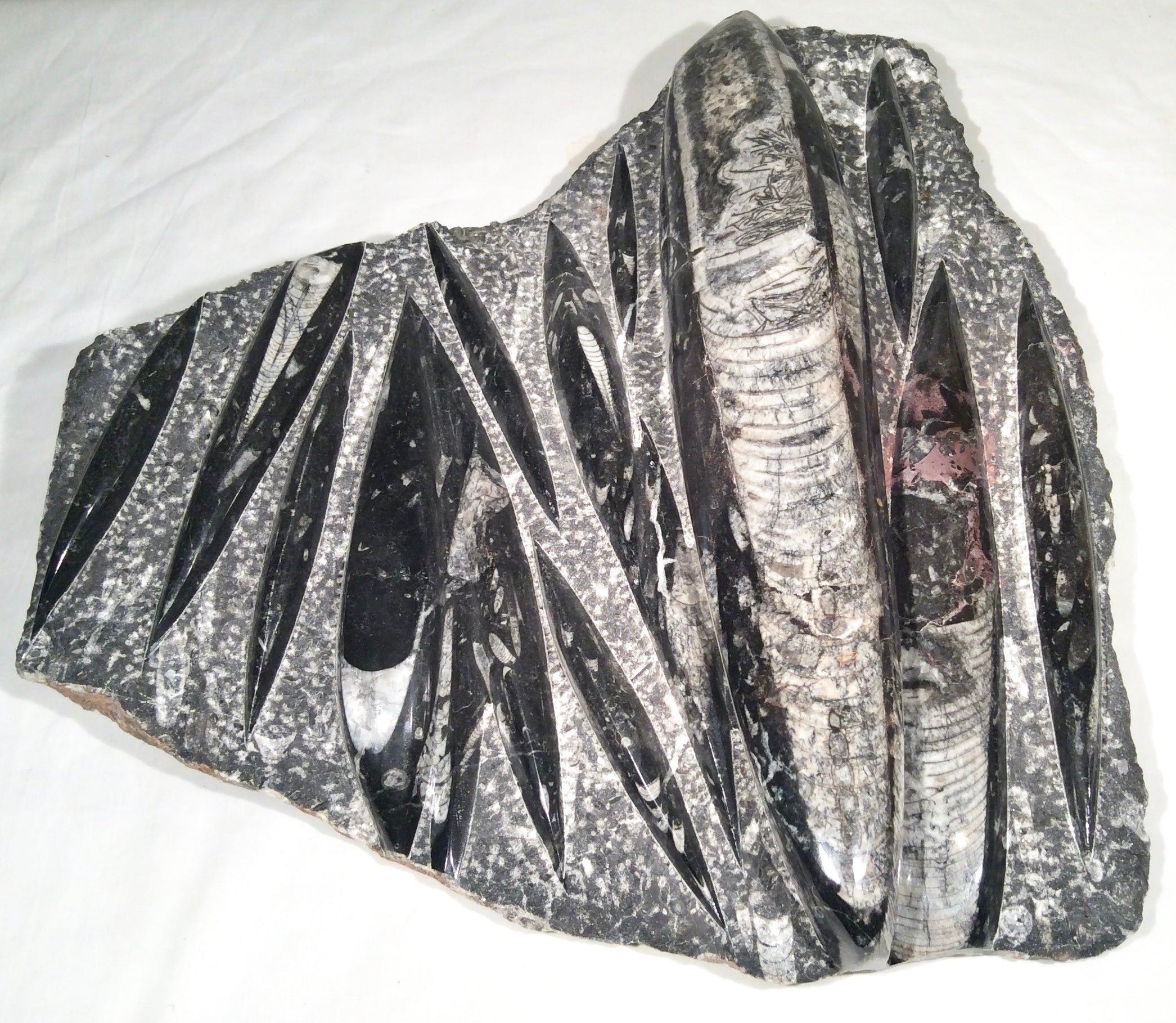 Fossil genuine hot sale