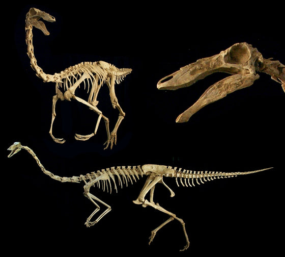 Gallimimus Bullatus Skeleton Replica - dinosaursrocksuperstore