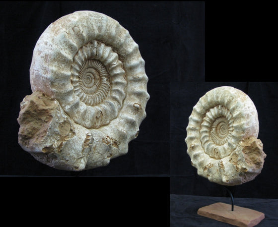 Ammonite Replica - dinosaursrocksuperstore