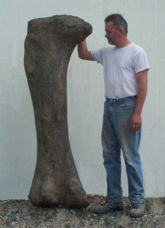 Giant Apatosaurus Femur Replica with base - dinosaursrocksuperstore