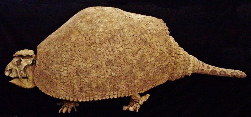 Glyptodont Panocthus Skeleton Replica - dinosaursrocksuperstore