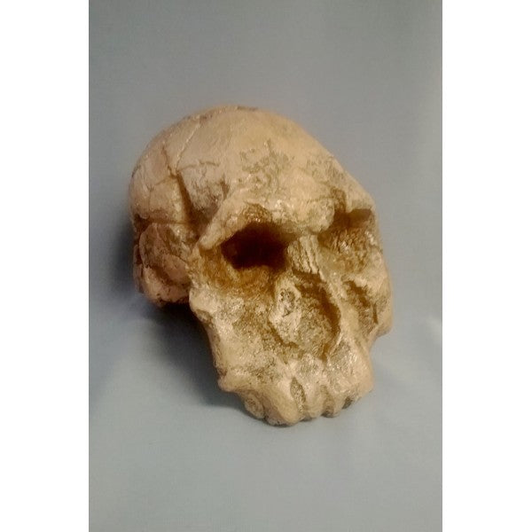 Homo rudolphensis KNM-ER 1470 Skull - dinosaursrocksuperstore