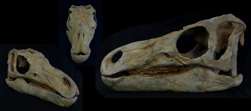 Hippodraco Skull Reconstruction Replica - dinosaursrocksuperstore