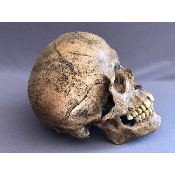 SW Amerind Skull - dinosaursrocksuperstore