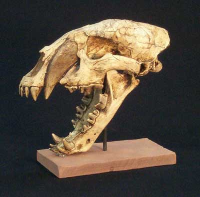 Machairodus Juvenile No. 2 Replica - dinosaursrocksuperstore