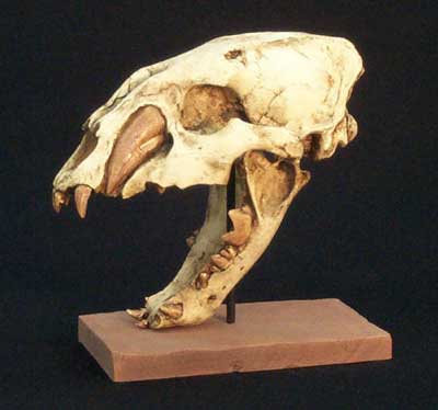 Machairodus Juvenile No. 1 Skull Replica - dinosaursrocksuperstore