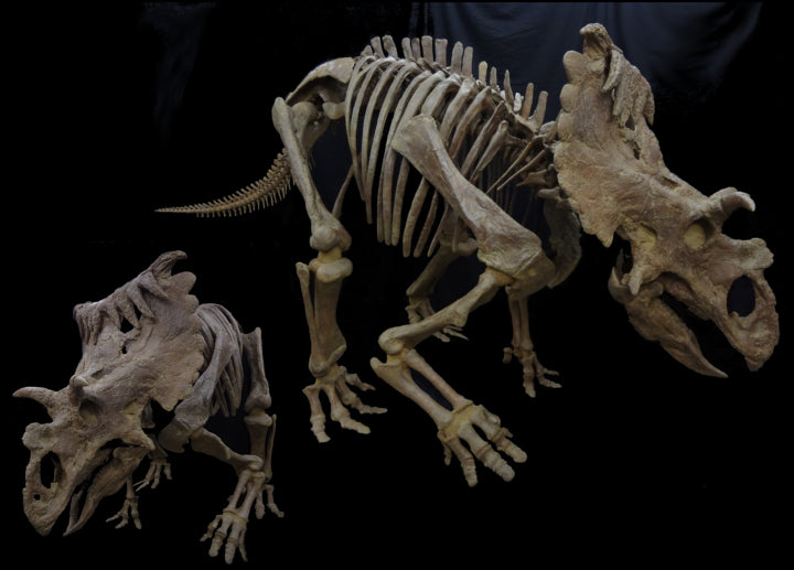 Kosmoceratops Skeleton - dinosaursrocksuperstore
