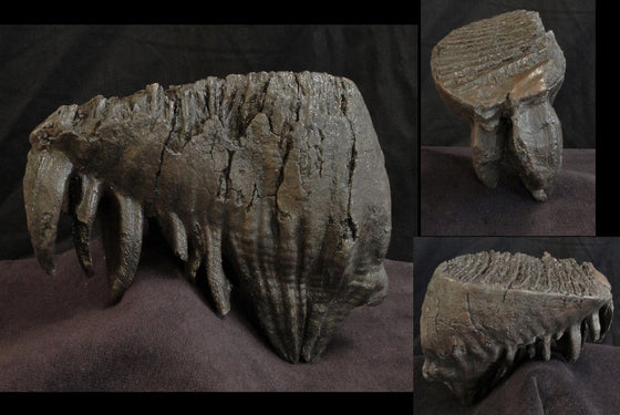 Mammoth Tooth Large Replica no Base - dinosaursrocksuperstore