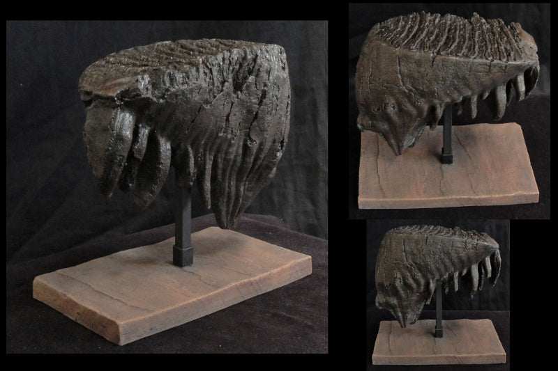 Mammoth Tooth Large Replica w/ Base - dinosaursrocksuperstore