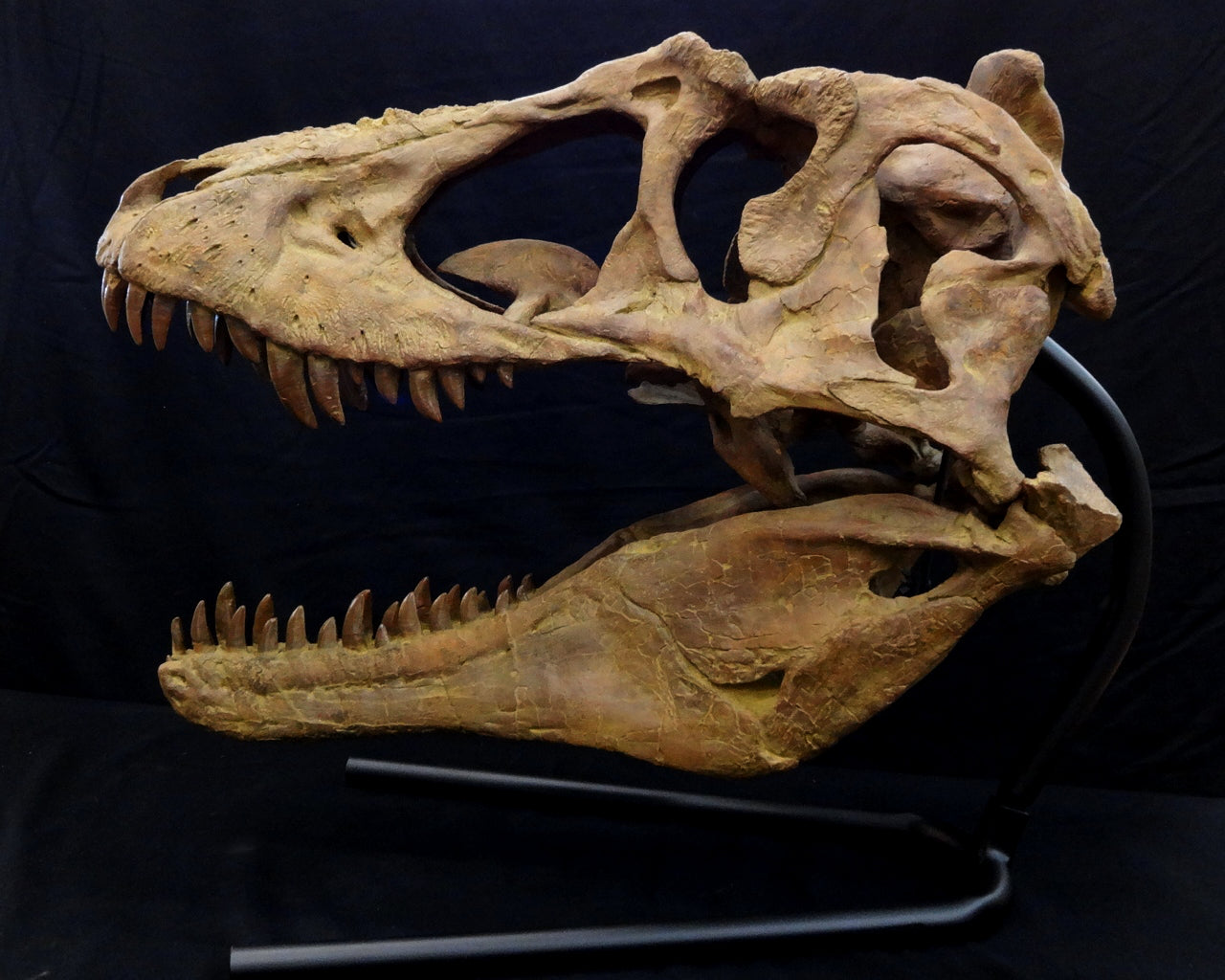 tyrannosaurus skull front