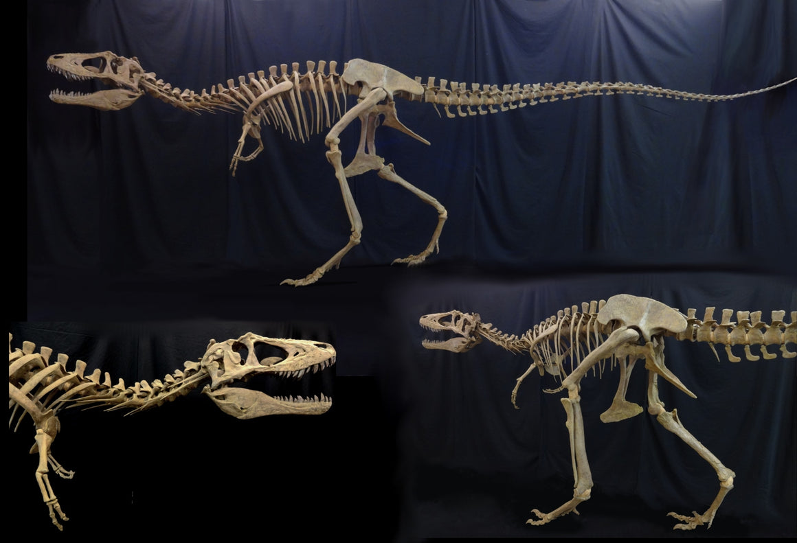New Lythronax Argestes Skeleton Replica - dinosaursrocksuperstore