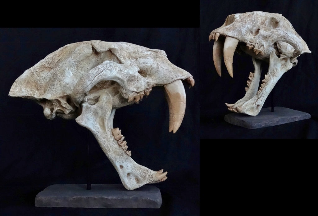 Giant Machairodus Skull Replica - dinosaursrocksuperstore