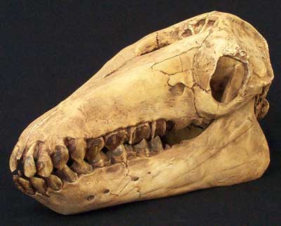 Macrauchenia Skull Replica - dinosaursrocksuperstore