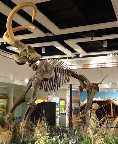 Columbian Mammoth Skeleton Replica - dinosaursrocksuperstore