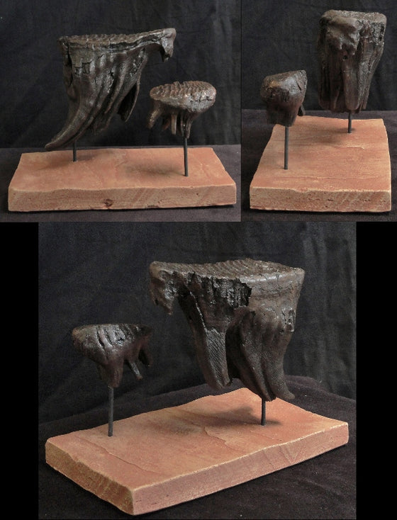 Mammoth Tooth Replica Set of 2 - dinosaursrocksuperstore