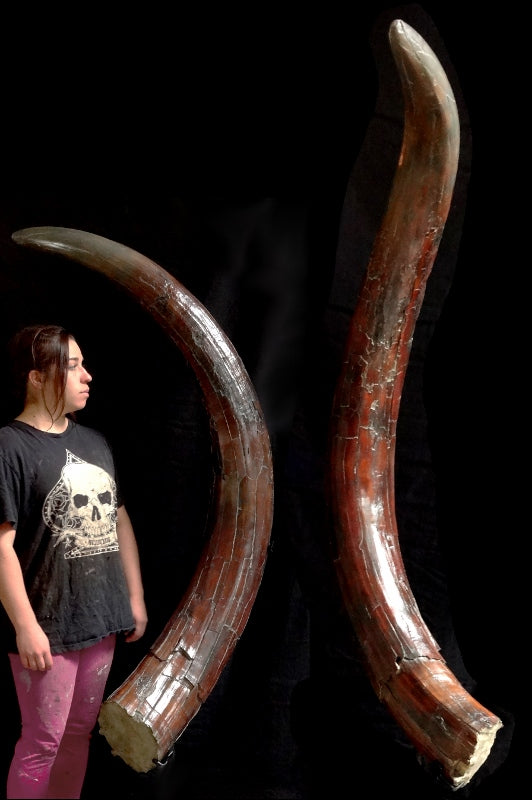 Mastodon Tusk Replica - dinosaursrocksuperstore