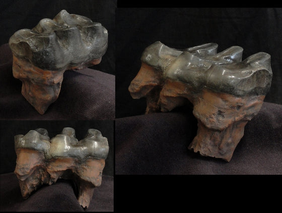 Mastodon Tooth Replica no base - dinosaursrocksuperstore