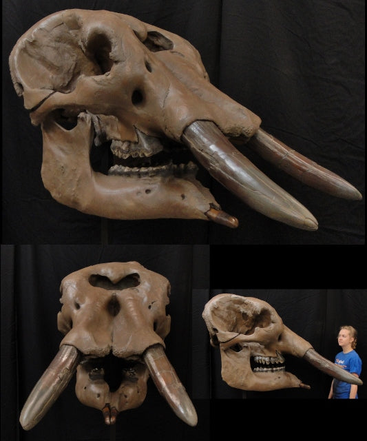Snowmastodon Female Pathological Skull Replica - dinosaursrocksuperstore