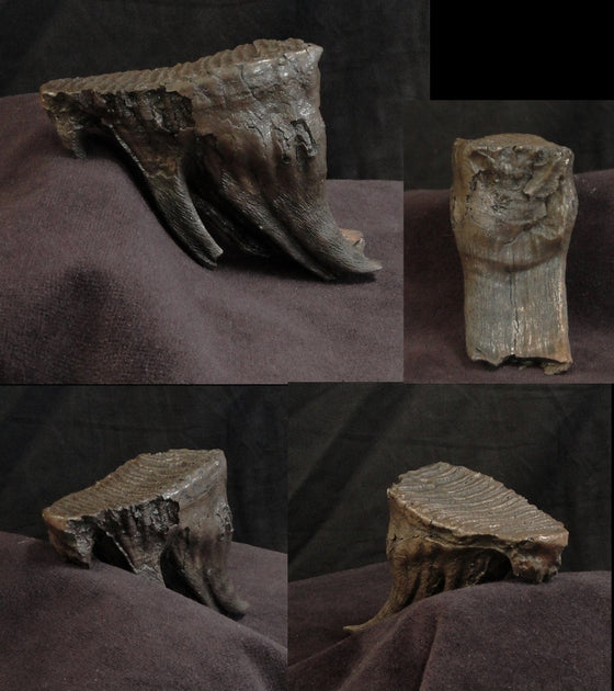 Mammoth Tooth Medium Replica no Base - dinosaursrocksuperstore