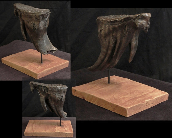 Mammoth Tooth Replica Medium w/ base - dinosaursrocksuperstore