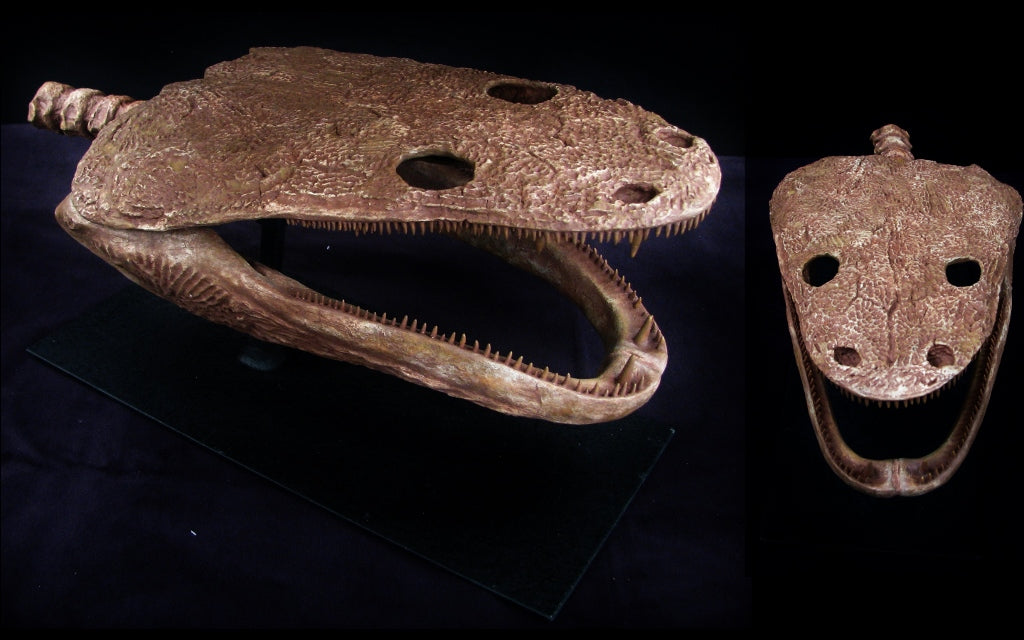 Metoposaur Skull Replica - dinosaursrocksuperstore