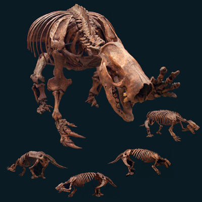 Mylodon Ground Sloth Skeleton Replica - dinosaursrocksuperstore